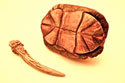 Carapace de tortue utilisée comme tambour indien de Mésoamérique